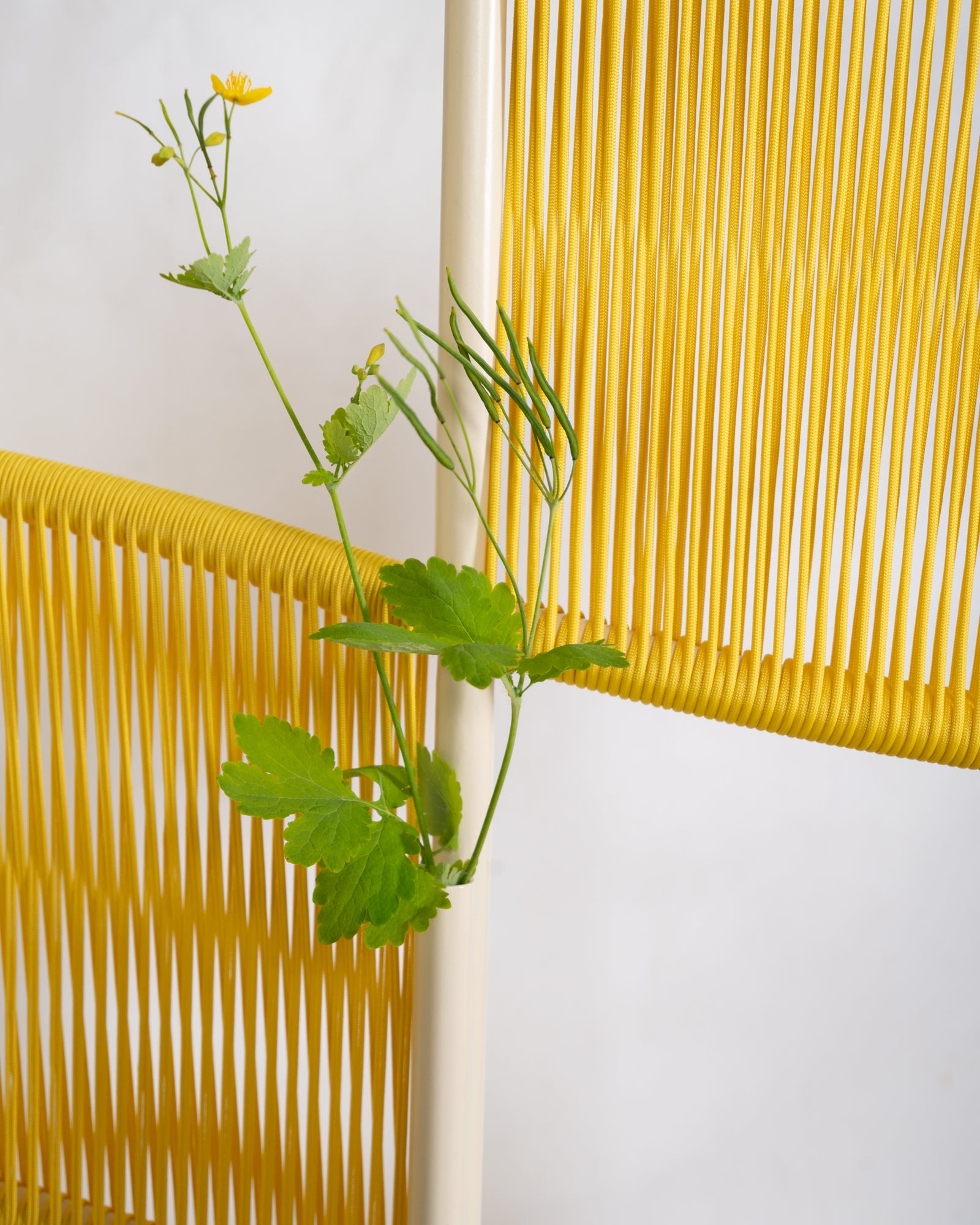 Okno surfingowe Cross